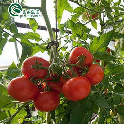 Estufas de tomate amigáveis à ventilação com balde holandês e revestimento de filme plástico