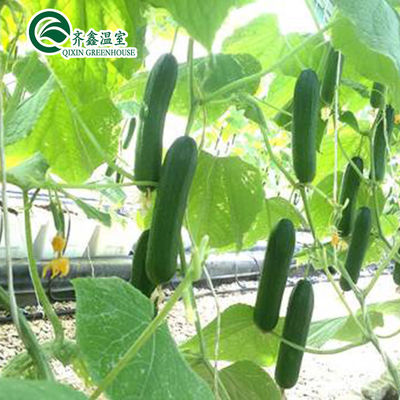 Estufas agrícolas multiespan com sistemas de cultivo hidropónicos em recipientes usados