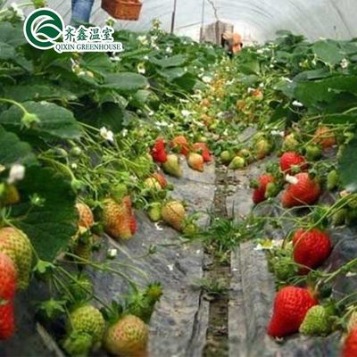 Capa de filme Sistema de Kit de cultivo hidropônico de camada dupla para estufa