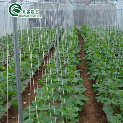 Estufas de tomate amigáveis à ventilação com balde holandês e revestimento de filme plástico