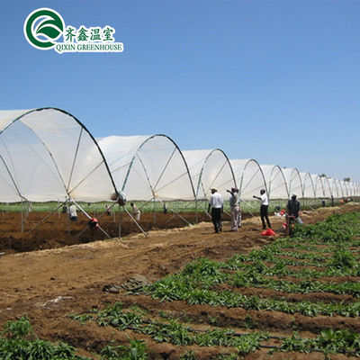 Estufas de tomate amigáveis à ventilação com balde holandês e revestimento de filme plástico
