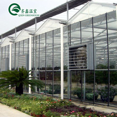Tomates Sistema hidropónico vertical para venda em estufas em vários períodos nos Países Baixos
