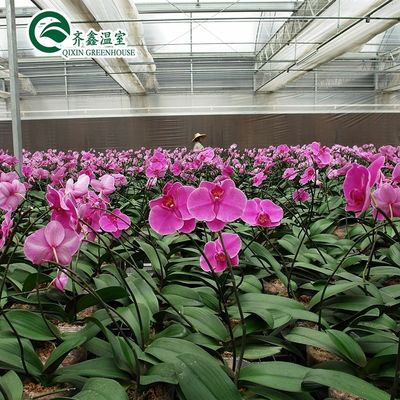 Estufas de cobertura de filme para cultivo de vegetais, frutas e flores em camada única