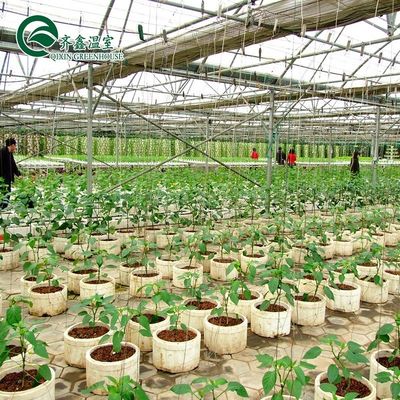 Grande estufa de vidro Fungos Aeropônica Torre Jardim para Eco Restaurante Instrução