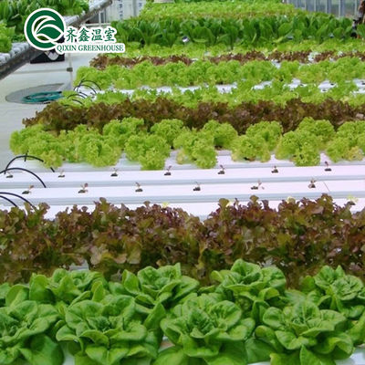 Estufas agrícolas multiespan com sistemas de cultivo hidropónicos em recipientes usados
