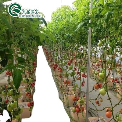 Cultive seus próprios vegetais frutas e flores com a nossa estufa comercial Filipinas