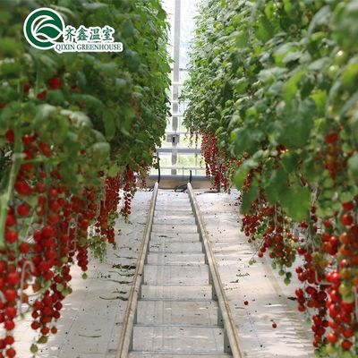 Cultive seus próprios vegetais frutas e flores com a nossa estufa comercial Filipinas