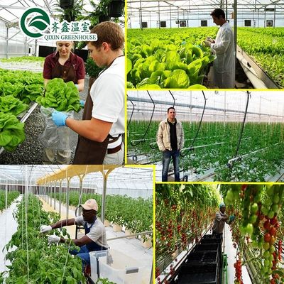 Cultive seus próprios vegetais frutas e flores com a nossa estufa comercial Filipinas