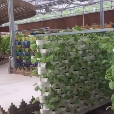 Sistema aquático aquapónico comercial Estufas PO pré-fabricadas para vegetais