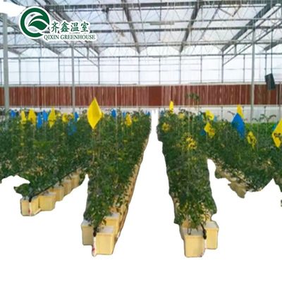 Sistema aquático aquapónico comercial Estufas PO pré-fabricadas para vegetais