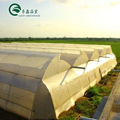 Container usado Tomate Estufas PE Material Sistema de ventilação opcional