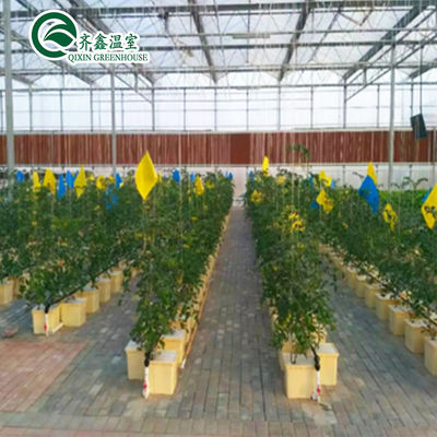 Tenda completa de cultivo hidropónico para o cultivo de vegetais, frutas, flores e tomates em ambientes internos
