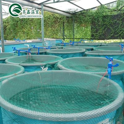 Vegetais Frutas Flores Sistema aquapônico Estufas agrícolas