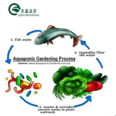 Vegetais Frutas Flores Sistema aquapônico Estufas agrícolas