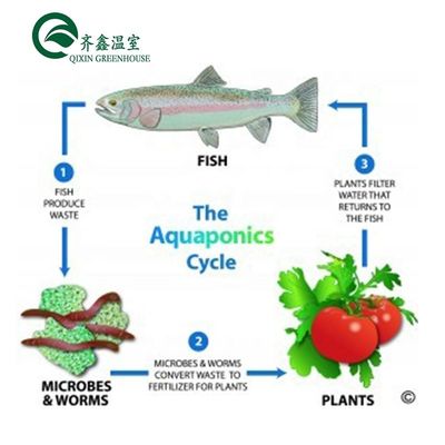 Vegetais Frutas Flores Sistema aquapônico Estufas agrícolas
