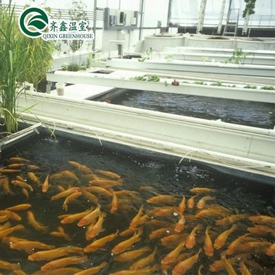 Estrutura de aço galvanizado Venlo Estufas de vidro para cultivo de vegetais Frutas Flores