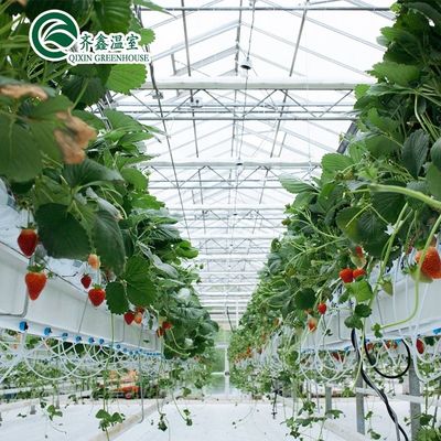 Estrutura de aço galvanizado Venlo Estufas de vidro para cultivo de vegetais Frutas Flores