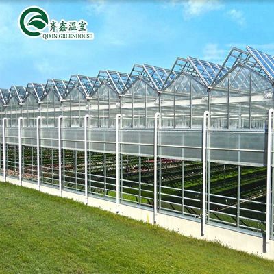 Uma boa permeabilidade à luz é essencial para as estufas de vidro Venlo na indústria agrícola