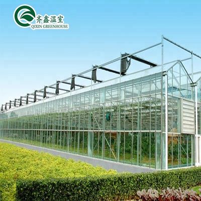 Uma boa permeabilidade à luz é essencial para as estufas de vidro Venlo na indústria agrícola