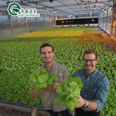 Estufas agrícolas de várias faixas com filme de PO que redefinem sistemas hidropónicos internos