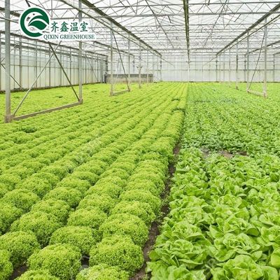 Estufas agrícolas de várias faixas com filme de PO que redefinem sistemas hidropónicos internos