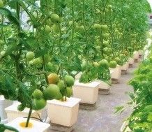 Estufas agrícolas de várias faixas com filme de PO que redefinem sistemas hidropónicos internos