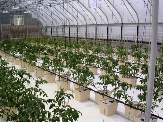 Container hidropónico de camada dupla de filme PO para resultados superiores de crescimento de plantas