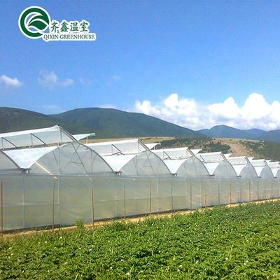 Ventosas para o crescimento óptimo de tomates e outros vegetais em estufa