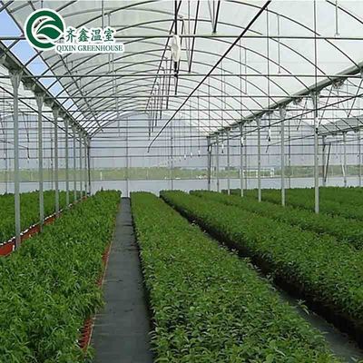 Ventosas para o crescimento óptimo de tomates e outros vegetais em estufa