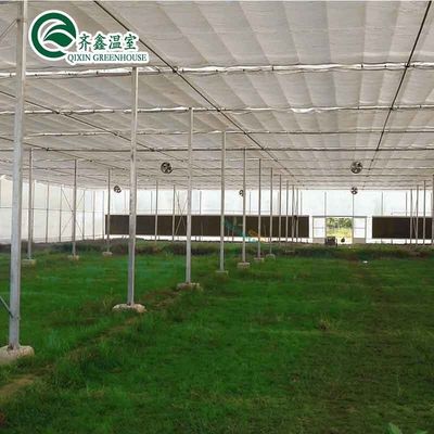 Ventosas para o crescimento óptimo de tomates e outros vegetais em estufa