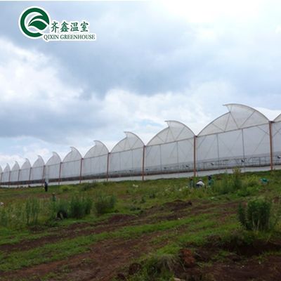 Ventosas para o crescimento óptimo de tomates e outros vegetais em estufa